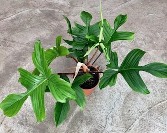 velvety philodendron Philodendron micans, "Velvet Leaf Philodendron"  Glasswing