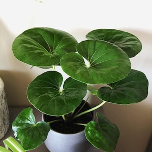 Farfugium gigantea “asiento de tractor” maceta de 2” (¡TODAS LAS PLANTAS requieren la compra de 2 plantas!)