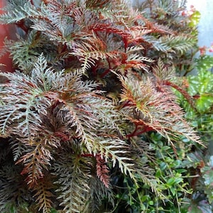 May include: A close-up of a leafy plant with red and silver foliage. The plant has a fern-like appearance with delicate, feathery leaves.