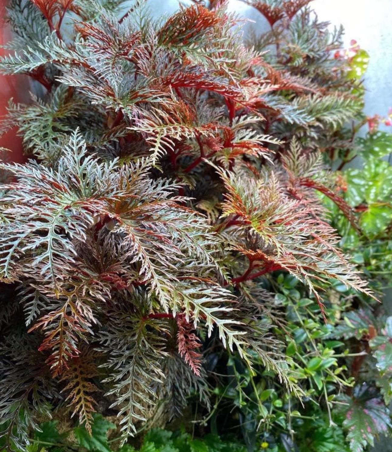 Begonia Bipinnatifida 2” Pot (ALL STARTER PLANTS Require You to