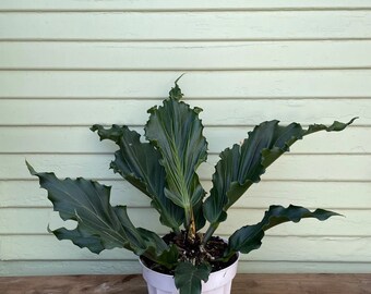 Anthurium Plowmanii Starter Plant (ALL STARTER PLANTS require you to purchase 2 plants!)