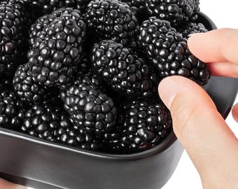 Big daddy blackberry Starter Plant (ALL STARTER PLANTS require you to purchase 2 plants!)