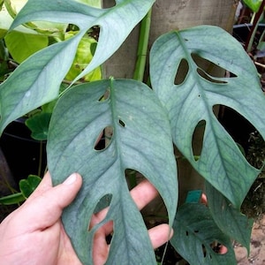 Epipremnum pinnatum cebu blue Starter Plant (ALL STARTER PLANTS require you to purchase 2 plants!)