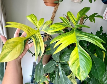 Variegated Philodendron Florida Beauty Starter Plant (ALL STARTER PLANTS  Require You to Purchase 2 Plants!) - Etsy