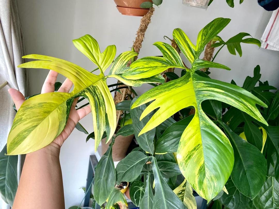 Variegated Philodendron Florida beauty Starter Plant (ALL STARTER PLANTS require you to purchase 2 plants!)