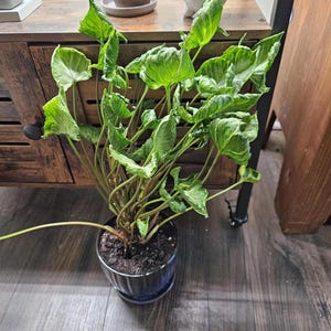 May include: A potted plant with large, green leaves with white variegation. The plant is in a blue pot and is sitting on a wooden floor.