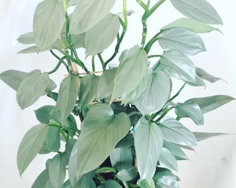 5 Pack Philodendron silver sword (hastatum) Starter Plant  (ALL STARTER PLANTS require you to purchase 2 plants!)