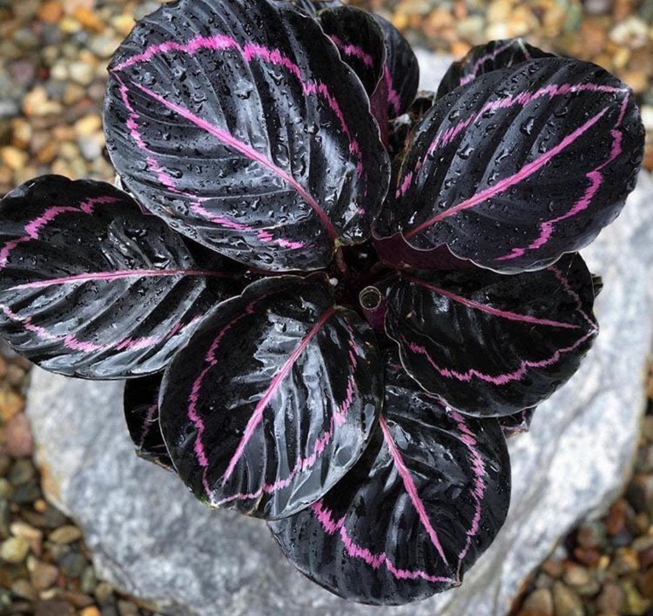 calathea streifen Calathea Pinstripe