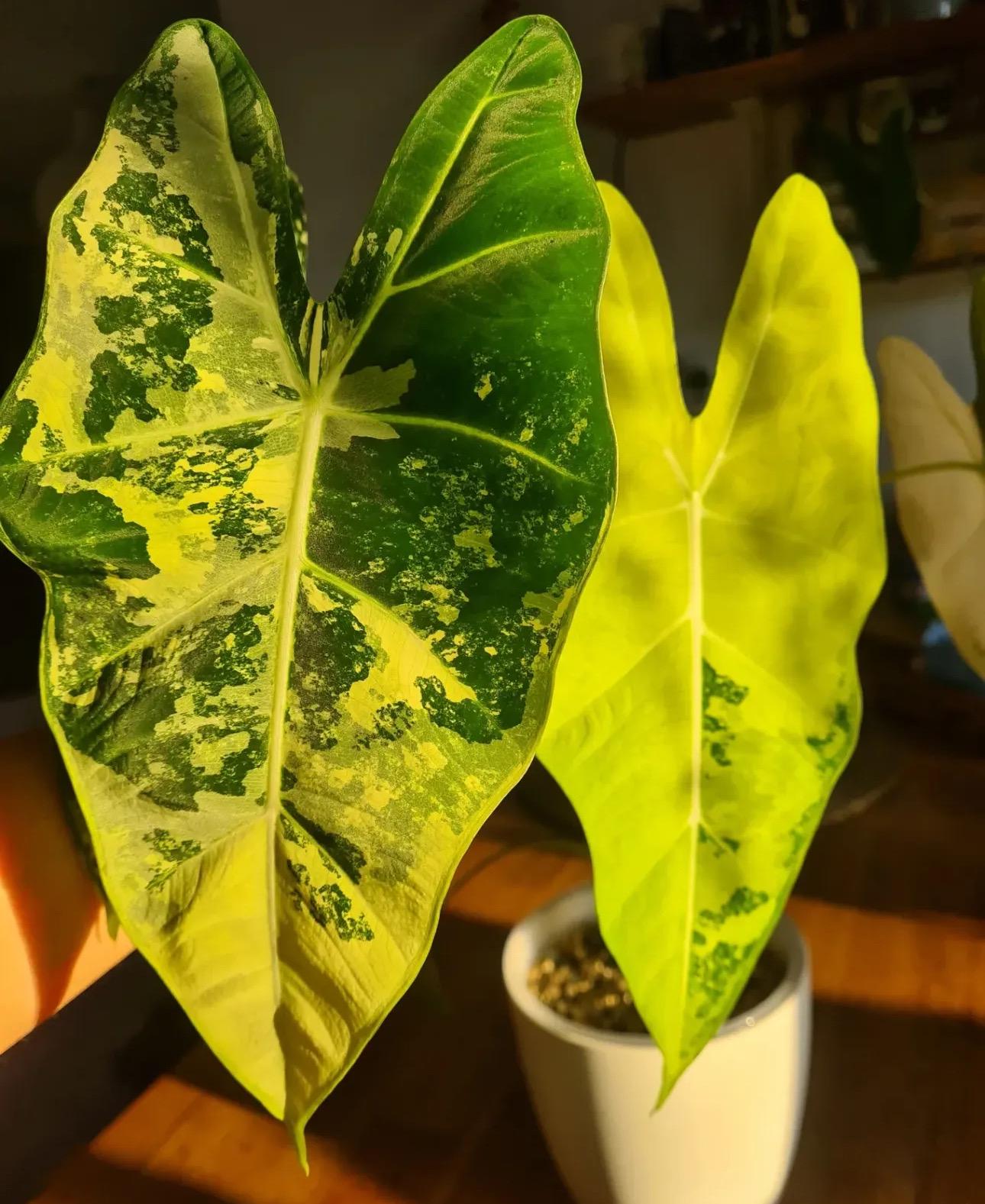 その他観葉植物 Alocasia Gem Aurora Alocasia 'Pink Dragon' ('Aurora')