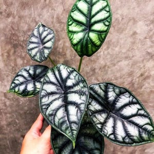 Alocasia Dragon moon “ melo x silver dragon” Starter Plant (ALL STARTER PLANTS require you to purchase 2 plants!)
