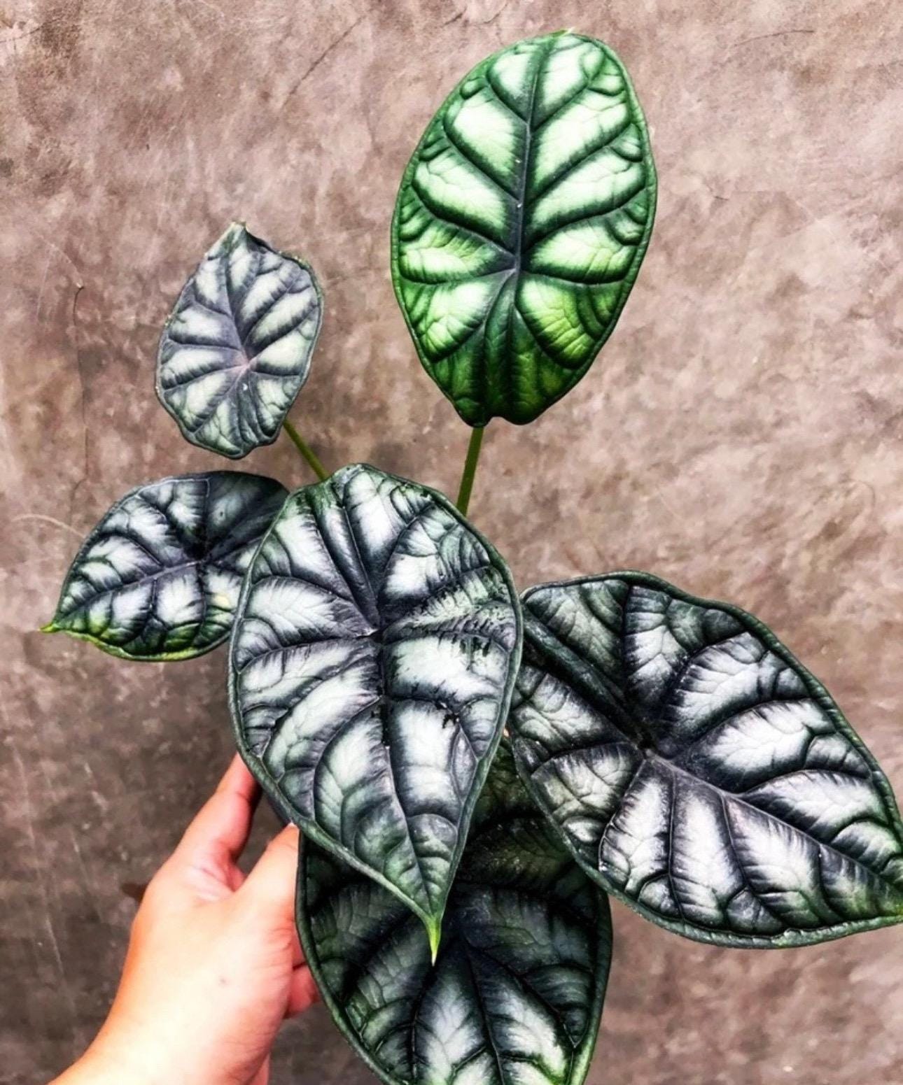 Alocasia Dragon Moon “ Melo X Silver Dragon” Starter Plant (ALL