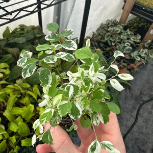 Snowbush Breynia Disticha Starter Plant ALL STARTER PLANTS require you to purchase 2 plants image 2