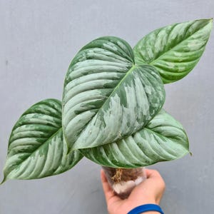 Philodendron Variegated Sodiroi 2” pot (ALL STARTER PLANTS require you to purchase 2 plants!)