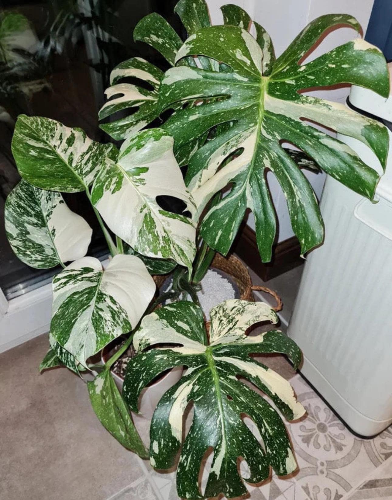 Monstera Thai Constellation XL  plant **(ALL plants require you to purchase ANY 2 plants!)**