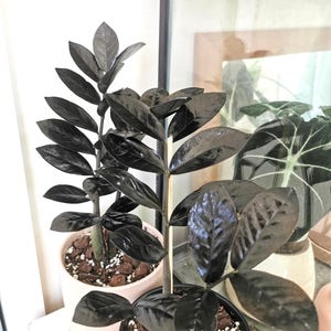 May include: Three potted ZZ plants with glossy, dark green leaves. The plants are in white and black pots, with a light-colored potting mix. The plants are placed on a white surface, with a mirror in the background.