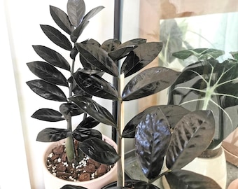 Black Nova queen ZZ  starter plant **(ALL plants require you to purchase ANY 2 plants!)**