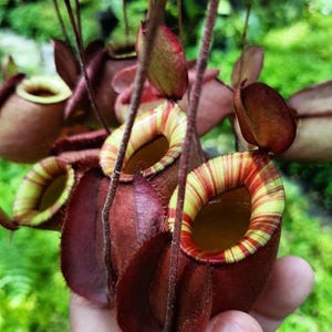 May include: Close-up of a group of pitcher plants with red, brown, and yellow striped markings. The plants are hanging from a vine and have a unique, funnel-shaped design.