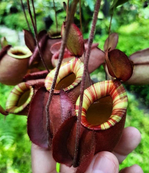 食虫植物 N.viking×ampullaria black miracle 5株セット 限定SALE，本物保証 タイ☆直輸入 wing × (viking