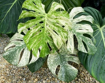 Monstera White Monster (preorder) Starter Plant (ALL STARTER