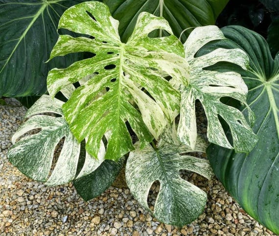 Monstera White Monster (preorder) Starter Plant (ALL STARTER