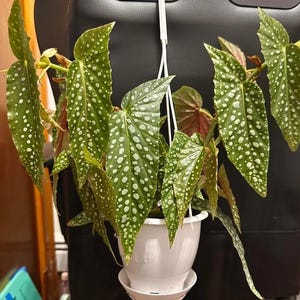Begonia Double Dot Starter Plant (ALL STARTER PLANTS require you to purchase 2 plants!)