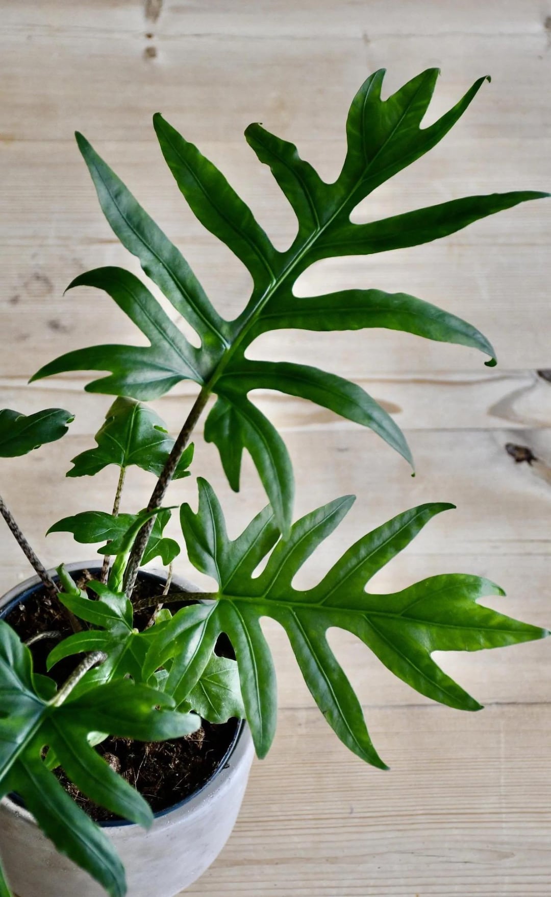 Alocasia Brancifolia “nishihira” Starter Plant (ALL STARTER PLANTS