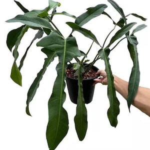 Philodendron lelano miyano Planta de inicio (¡TODAS LAS PLANTAS DE INICIO requieren la compra de 2 plantas!)