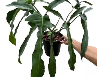 Philodendron lelano miyano Starter Plant (ALL STARTER PLANTS require you to purchase 2 plants!)