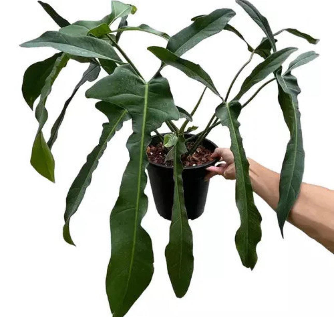 Philodendron Lelano Miyano Starter Plant (ALL STARTER PLANTS