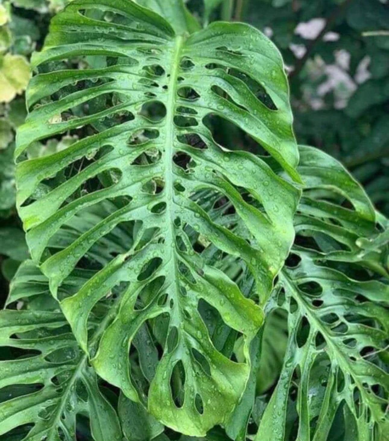 Monstera acuminata カット苗 MonsteraAcuminata2.jpg?v=