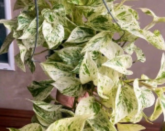 Pothos snow queen Starter Plant (ALL STARTER PLANTS require you to purchase 2 plants!)