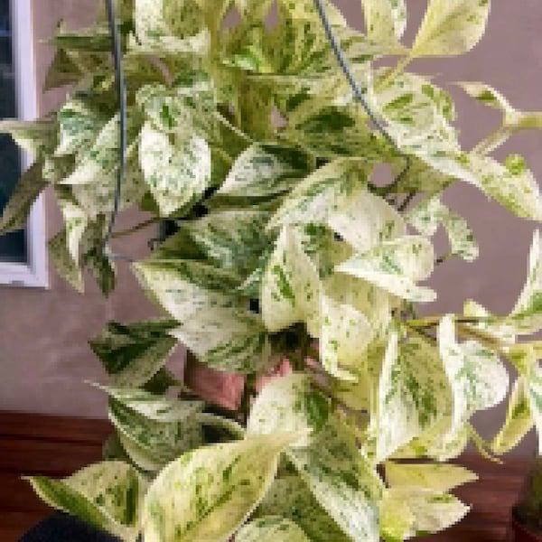 Pothos snow queen Starter Plant (ALL STARTER PLANTS require you to purchase 2 plants!)