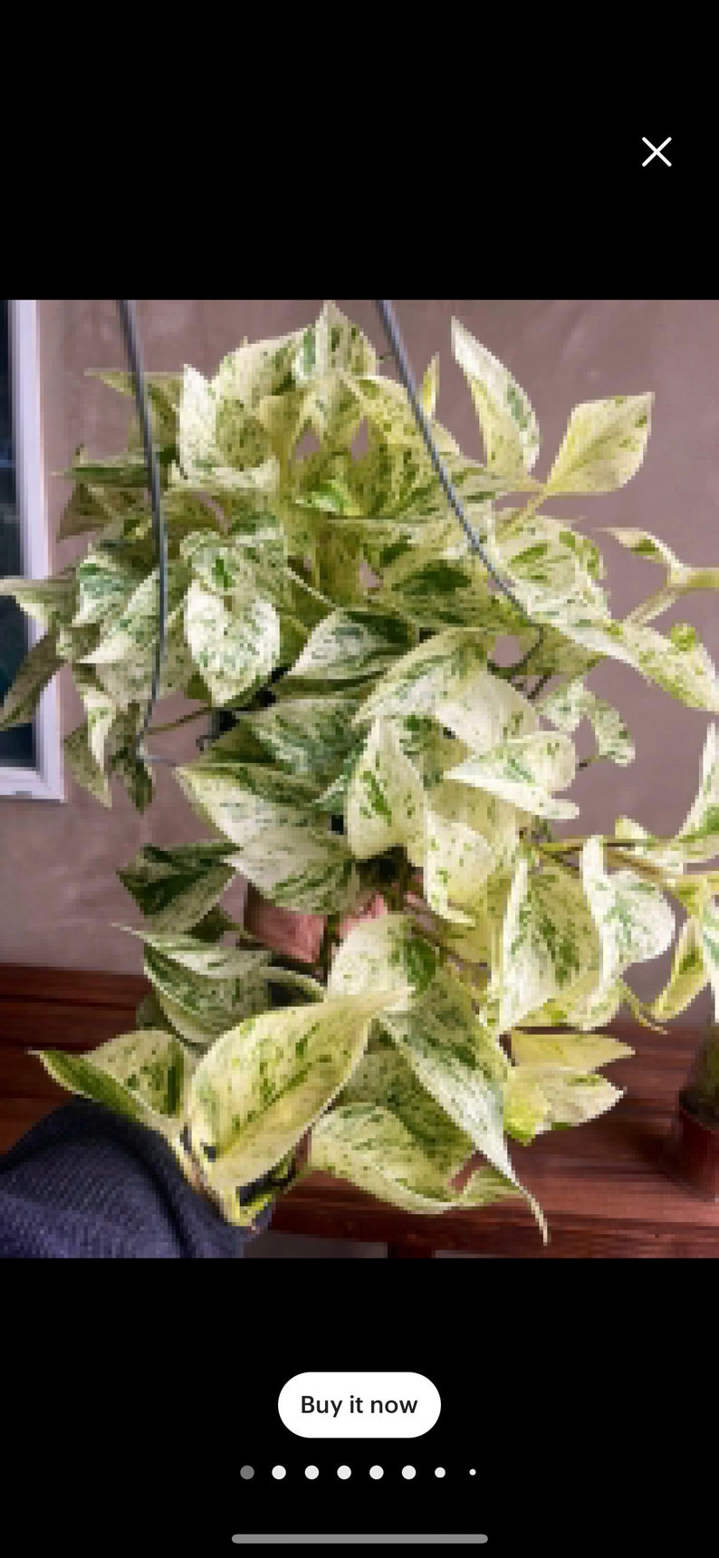 Pothos snow queen Starter Plant ALL STARTER PLANTS require you to purchase 2 plants image 1