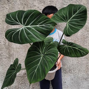 Philodendron dark form gloriosum starter plant **(ALL starter plants require you to purchase ANY 2 plants!)**