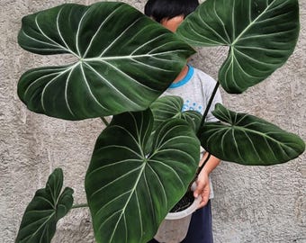 Anthurium Papillilaminum Ree Gardens X NSE Portillae X Anthurium Papillilaminum Ree Gardens X NSE Portillae X