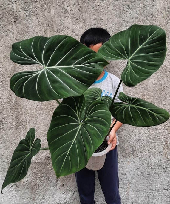 Philodendron Dark Form Gloriosum Starter Plant **(ALL Starter Plants  Require You to Purchase ANY 2 Plants!)** - Etsy
