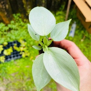 Philodendron silver sword hastatum Starter Plant ALL STARTER PLANTS require you to purchase 2 plants image 4