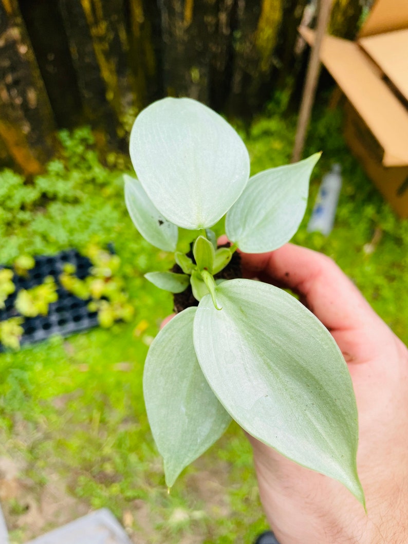 Philodendron silver sword hastatum Starter Plant ALL STARTER PLANTS require you to purchase 2 plants image 4