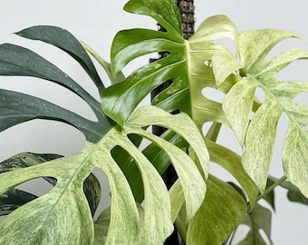 Monstera Mint Variegated 2 Leaf Beautiful Free Phytosanitary Monstera Mint Variegated 2 Leaf Beautiful Free Phytosanitary
