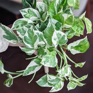 Pothos Pearls and Jade Starter Plant (ALL STARTER PLANTS require you to purchase 2 plants!)