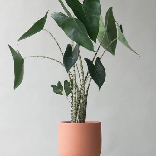 Alocasia Zebrina Starter Plant (ALL STARTER PLANTS require you to purchase 2 plants!)