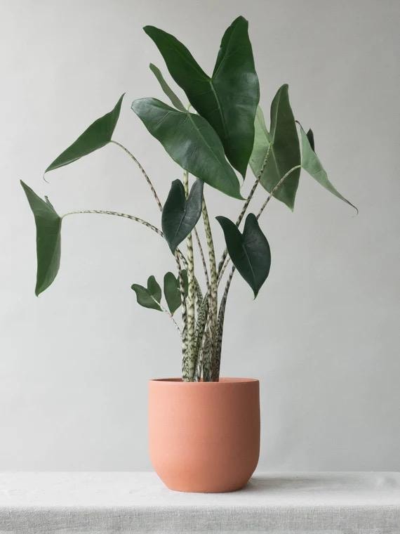 Alocasia Zebrina Starter Plant (ALL STARTER PLANTS Require You to Purchase  2 Plants!) - Etsy