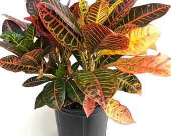 Petra Croton Starter Plant (ALL STARTER PLANTS require you to purchase 2 plants!)