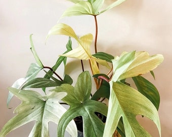 Philodendron Florida Ghost Starter Plant (ALL STARTER PLANTS require you to purchase 2 plants!)