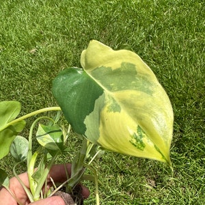 May include: A variegated houseplant with green and yellow leaves. The plant is being held in a person's hand and has a root ball.
