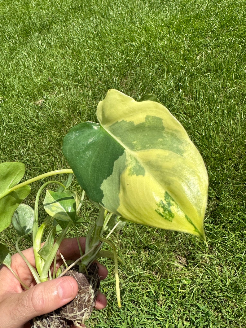 May include: A variegated houseplant with green and yellow leaves. The plant is being held in a person's hand and has a root ball.