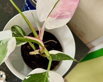 May include: A potted pink and white variegated plant with green leaves. The plant is in a white pot with brown soil.