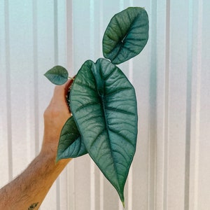 Alocasia Platinum Pot de 4 po. (TOUTES LES PLANTES DE DÉMARRAGE nécessitent l'achat de 2 plantes !)