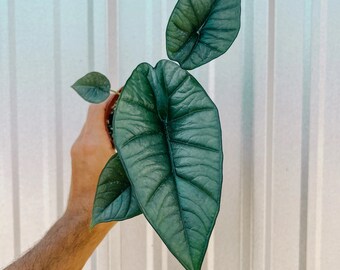 Alocasia Platinum 4” pot (ALL STARTER PLANTS require you to purchase 2 plants!)