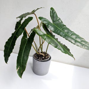 philodendron black billietiae Starter Plant (ALL STARTER PLANTS require you to purchase 2 plants!)